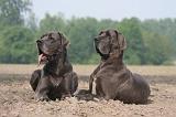 DOGUE ALLEMAND 469